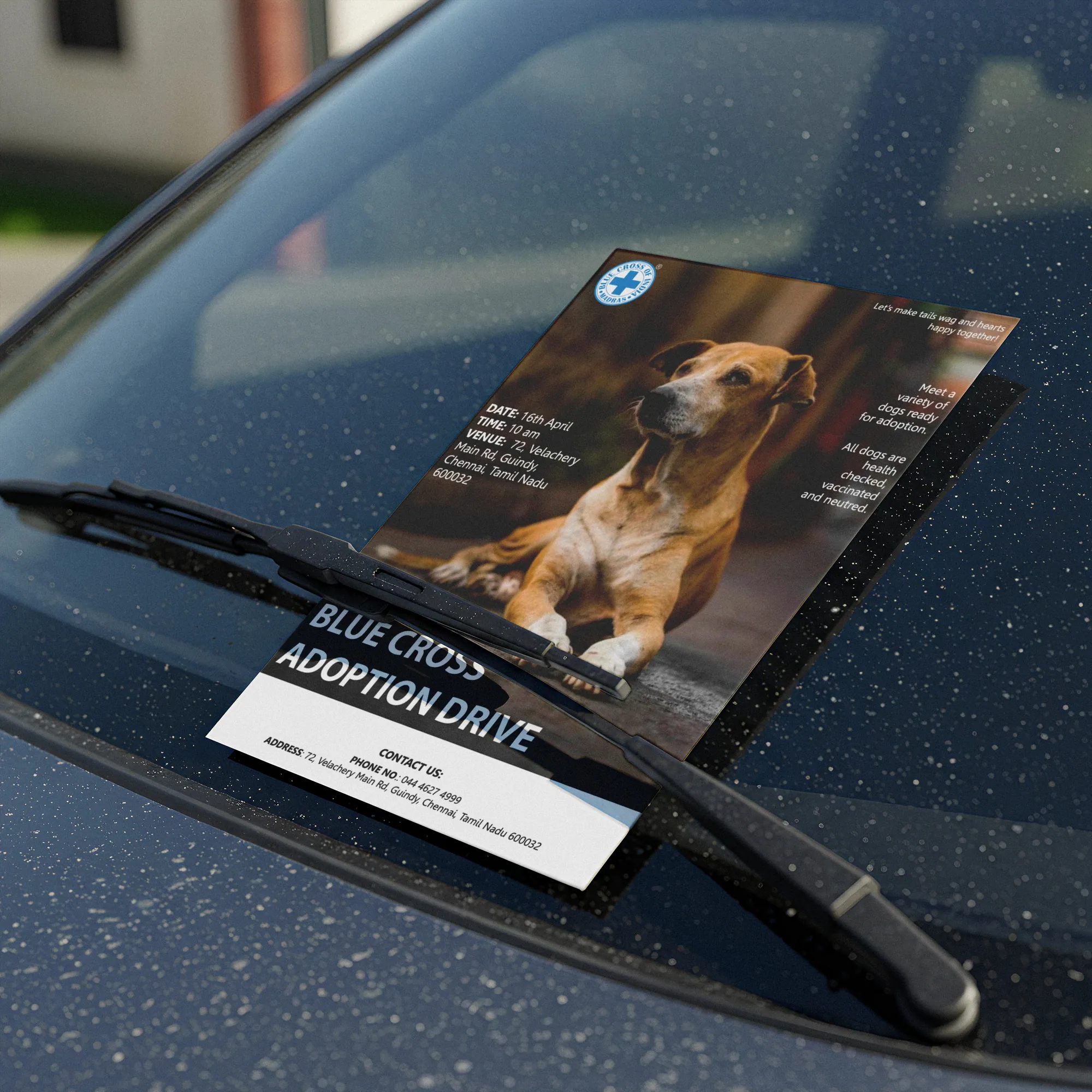 Blue Cross adoption flyer, image 5