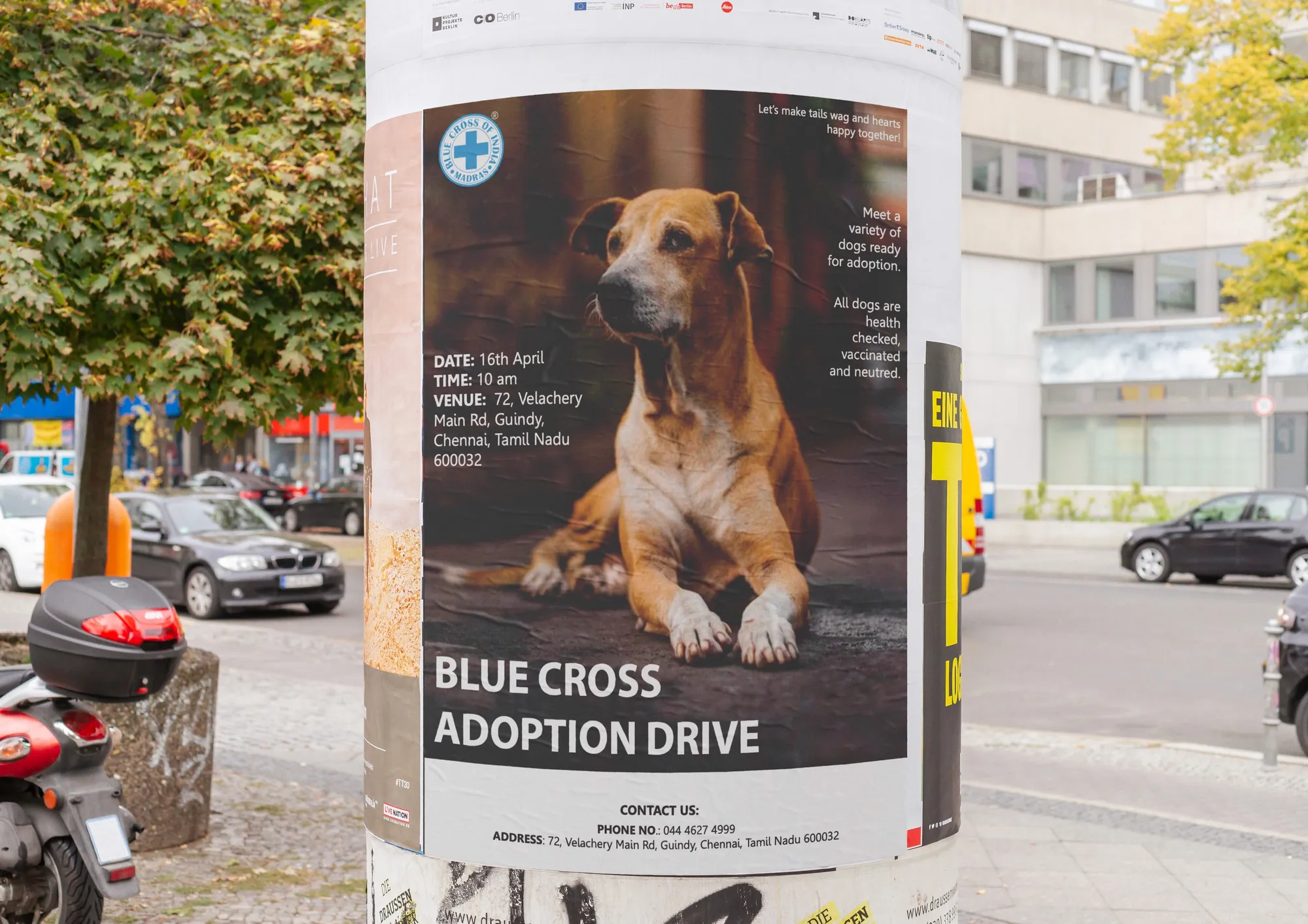 Blue Cross adoption flyer, image 6