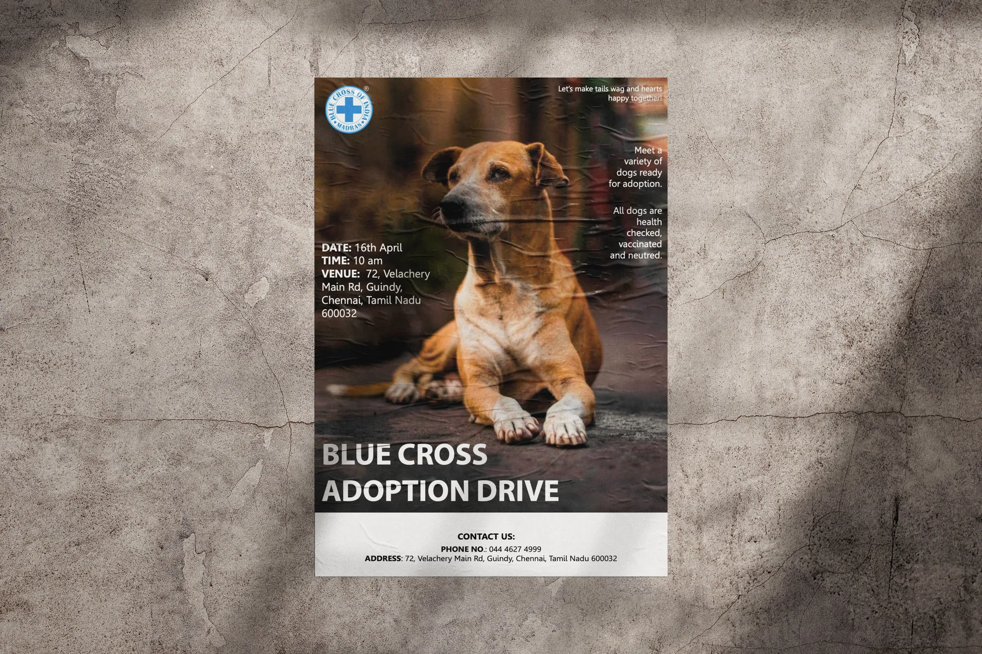 Blue Cross adoption flyer, image 7