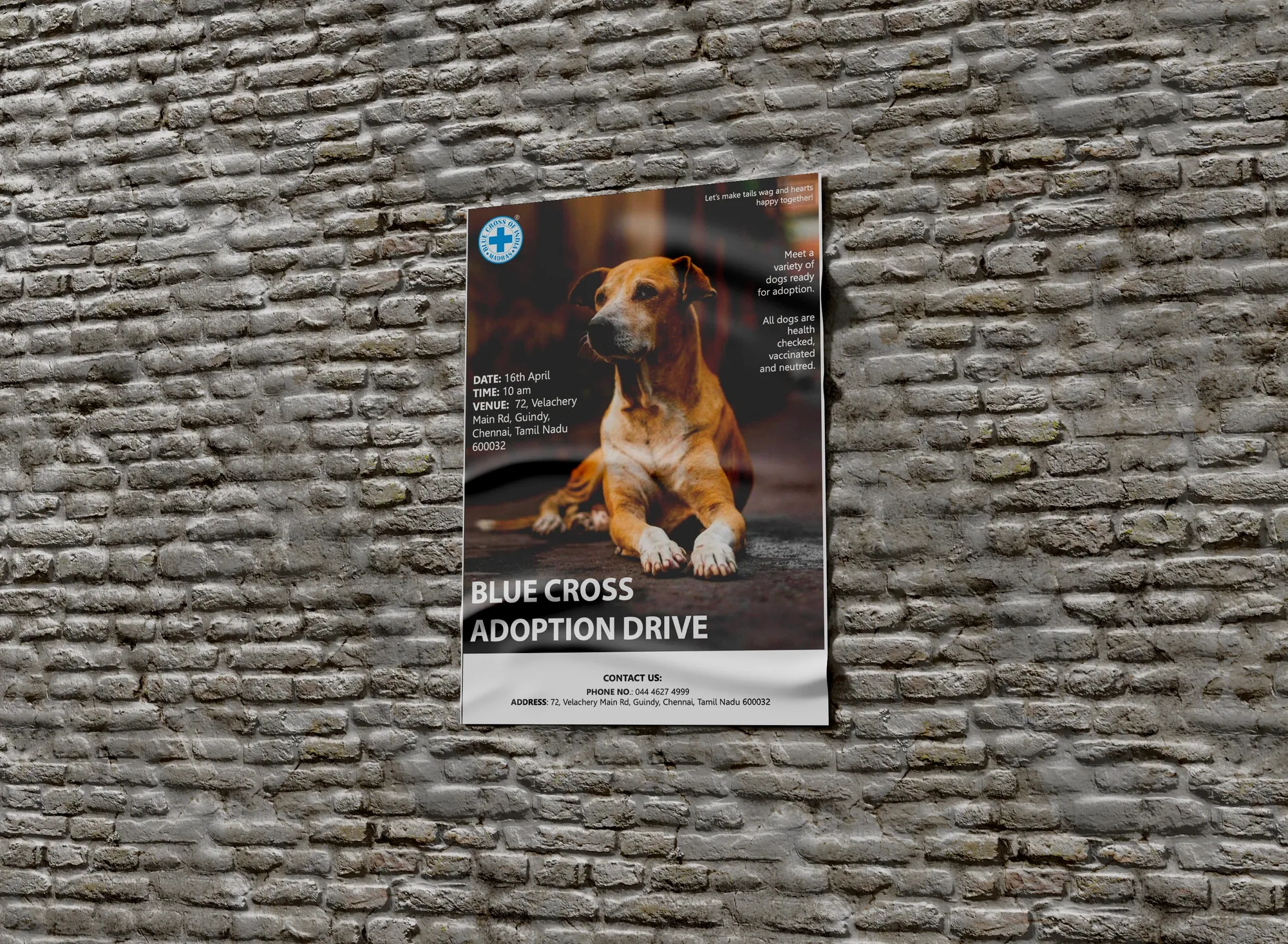Blue Cross adoption flyer, image 8